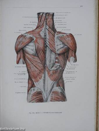 Az ember anatómiájának atlasza I-III.