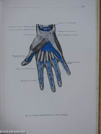 Az ember anatómiájának atlasza I-III.