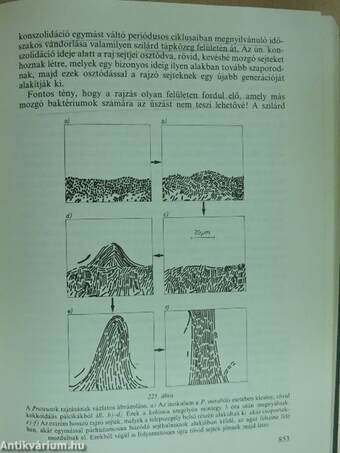 A bioszféra mikrobiológiája II. (töredék)