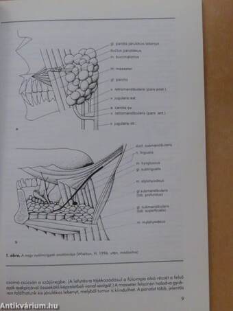 Nyálmirigybetegségek 