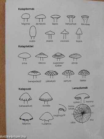 Ismerjük fel a gombákat! 2.