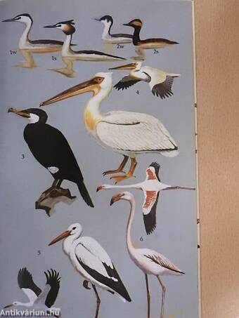 Common Birds of Egypt