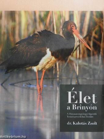 Élet a Brinyón