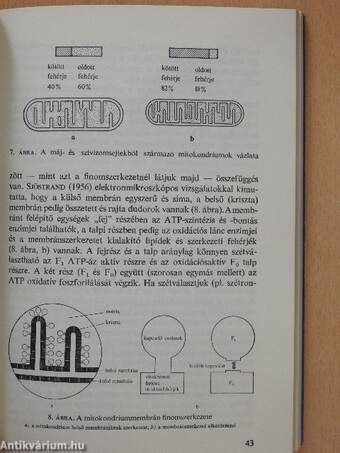 Magnéziumtrágyázás, magnézium a biológiában (dedikált példány)