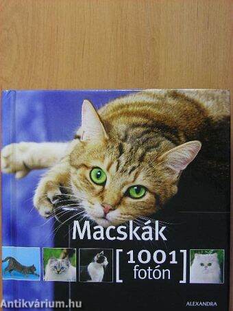 Macskák 1001 fotón