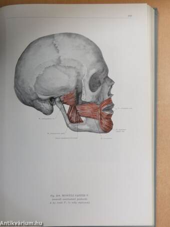 Az ember anatómiájának atlasza I-III.
