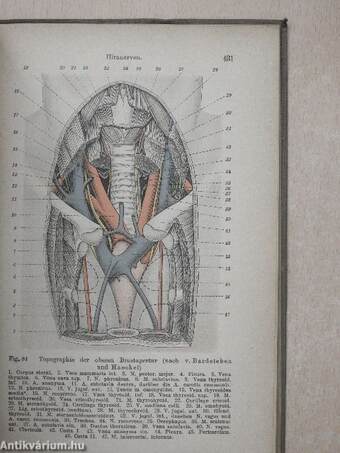 Grundriss der Anatomie des Menschen