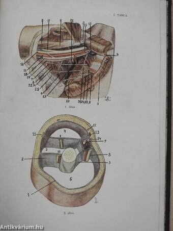 Sebészklinikai előadások IV.