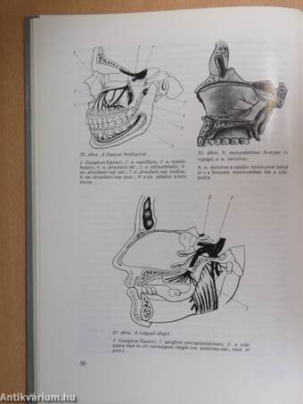 Stomatologia