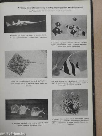 Akvárium és Terrárium 1958-1959. (nem teljes évfolyam)