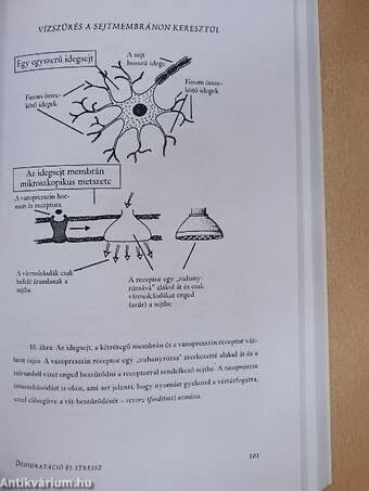 A tested vízért kiált!