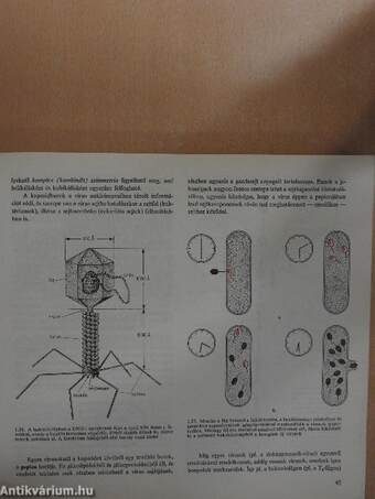 Orvosi biológia