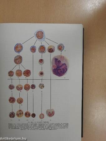 Klinikai laboratóriumi diagnosztika