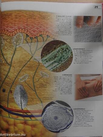 e.explore: Az emberi test