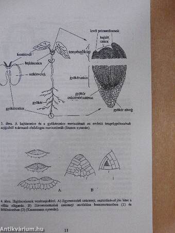 A növények szövetei és a szervek szövettana
