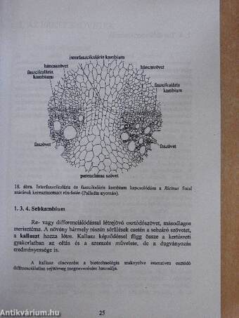 A növények szövetei és a szervek szövettana