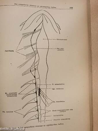 Rendszeres bonctan II.