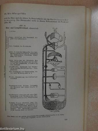 Repetitorium der anatomischen, histologischen und physiologischen