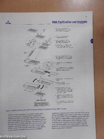 Promega Protocols and Applications Guide