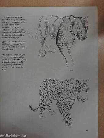 Draw Zoo Animals