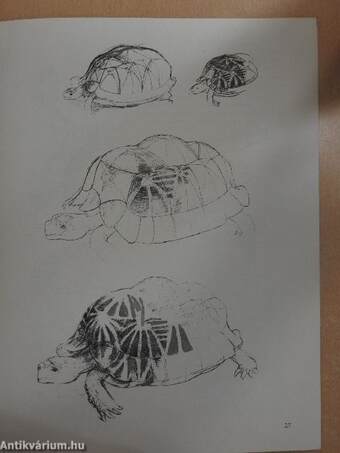 Draw Zoo Animals