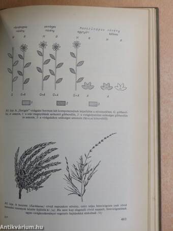 Növénytan 1-2.