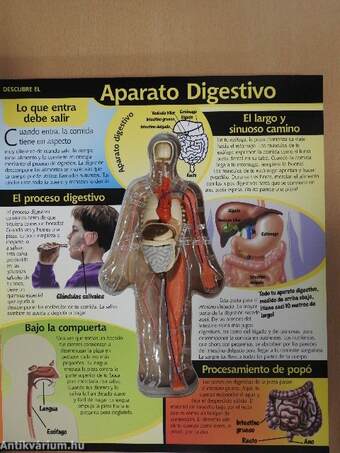 El cuerpo humano