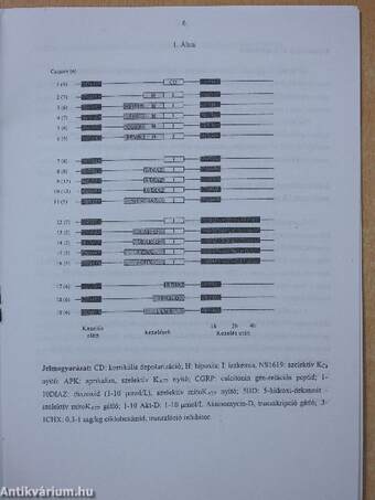 A glutamáterg érreakciók változása iszkémia után újszülött malacban (dedikált példány)