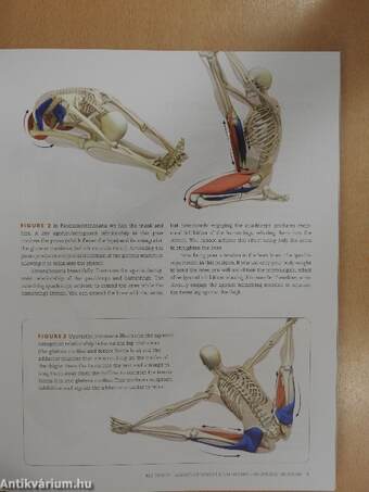 Anatomy for Hip Openers and Forward Bends