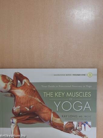 The Key Muscles of Yoga