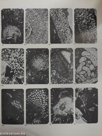 Jurassic Microfacies of Israel