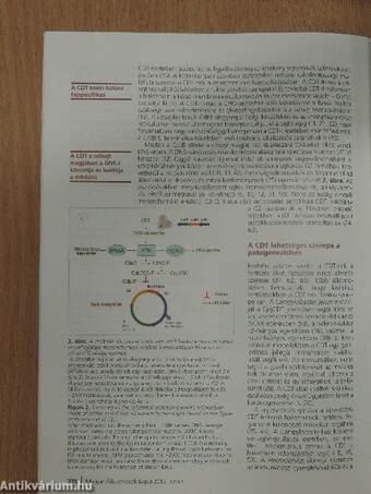 Magyar Állatorvosok Lapja 2013/6.