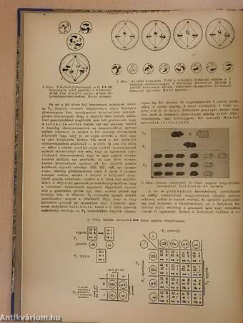 Therapia 1936. január-december