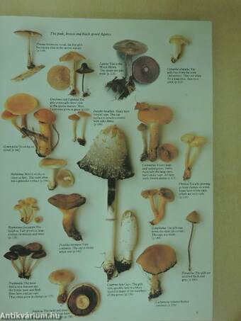 Mushrooms and Other Fungi of Great Britain and Europe