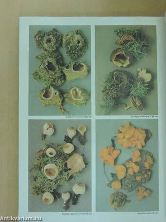 Mushrooms and Other Fungi of Great Britain and Europe