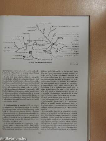 A háziállatok funkcionális anatómiája I-III.