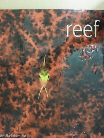 Reef - DVD-vel