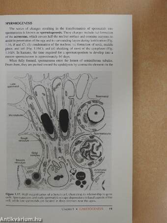 Langman's medical embryology