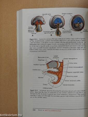 Langman's medical embryology