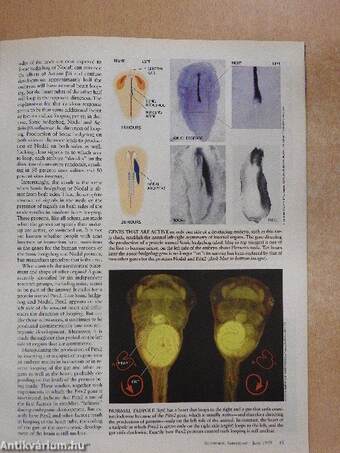 Scientific American June 1999