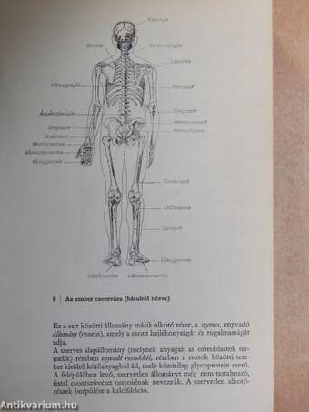 A sportmozgások anatómiai alapjai I.