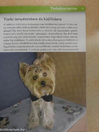 Yorkshire Terrier