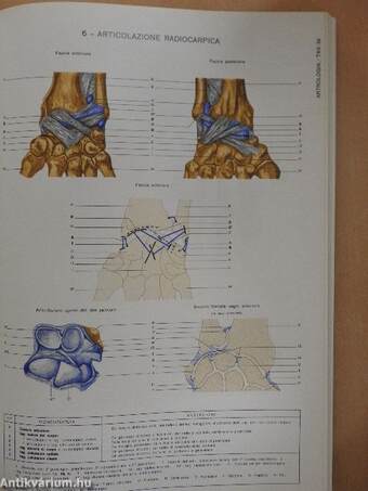 Atlante di anatomia umana descrittiva