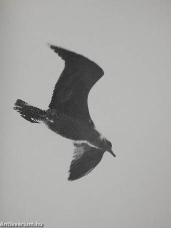 Il gabbiano Jonathan Livingston