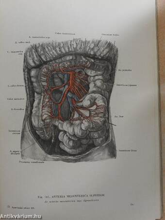 Az ember anatómiájának atlasza III. (töredék)