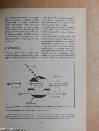 A populációgenetika ABC-je