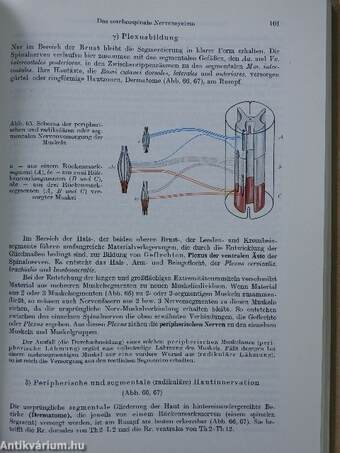 Anatomie des Menschen I.