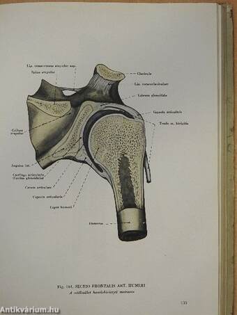 Az ember anatómiájának atlasza I. (töredék)