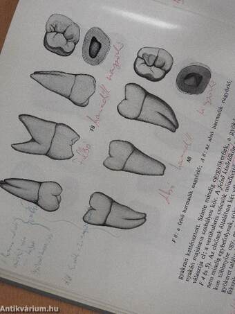 Stomatologia