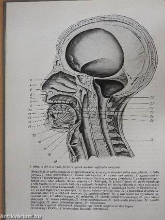 Stomatologia